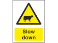 Slow Down - Cattle