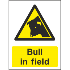 Bull In Field